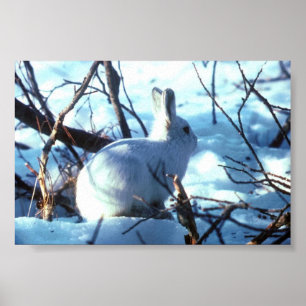 Póster Lebre ártica no tamanho da foto