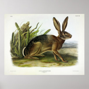 Poster Lebre californiana, lebre do deserto americano por