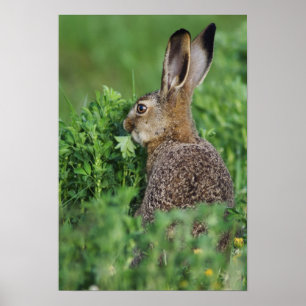 Poster Lebre de Brown, europaeus do Lepus, comer novo,