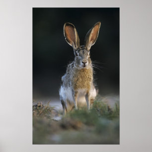 Póster Lebre-de-cauda-preta, Lepus californicus, 2