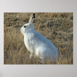 Poster Lebre de sapato de neve R25