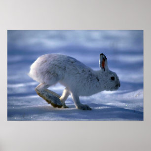 Póster Lebre de variação/coelho de sapato de neve que