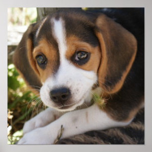 Póster Lebreiro do cão de filhote de cachorro