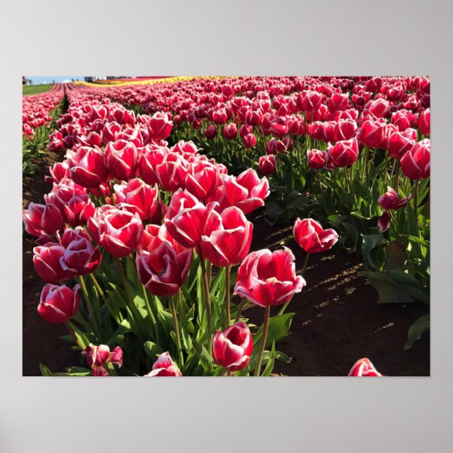 Poster Leen Van Der Mark Tulips, Oregon (Frente)