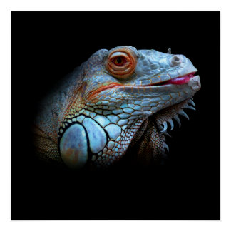 Póster Legal Iguana Azul