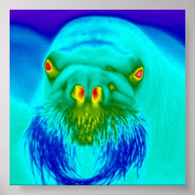 Poster legal morsa (Frente)