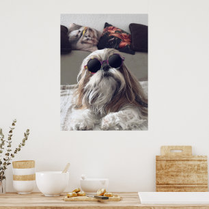 Poster Legal Shih Tzu longos óculos de sol