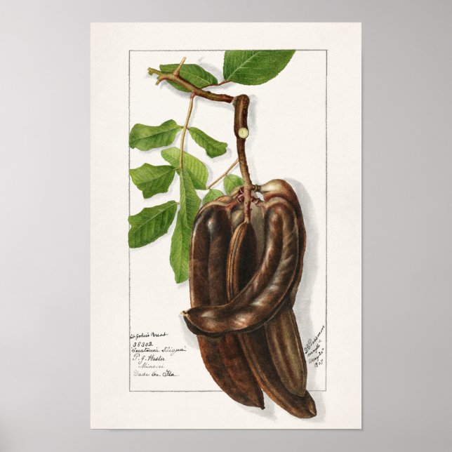 Poster Legume (Ceratonia Siliqua L.) Pintura de fruta (Frente)