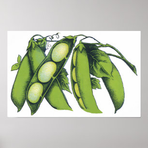 Poster Legumes Antigos; Feijão Lima, Alimentos Orgânicos