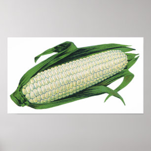 Póster Legumes de alimentos vintage Milho branco na espig