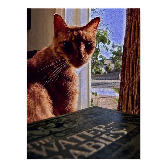 Póster Leia minha mente, Poster de gato (Frente)