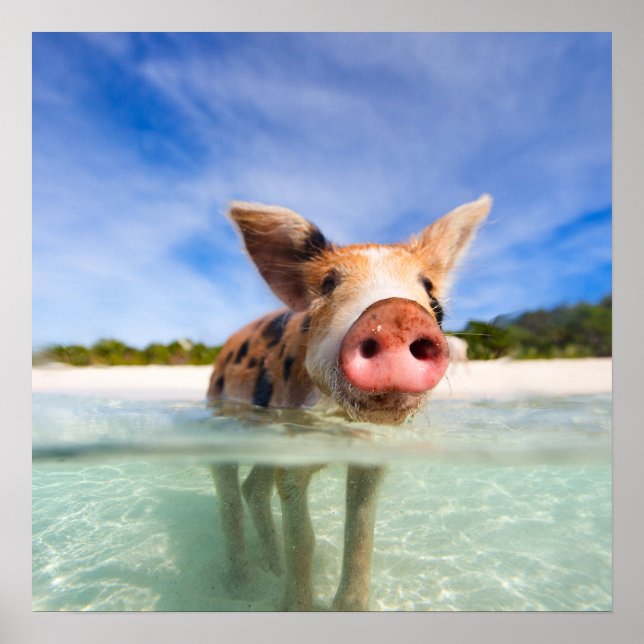 Póster Leitão (Frente)