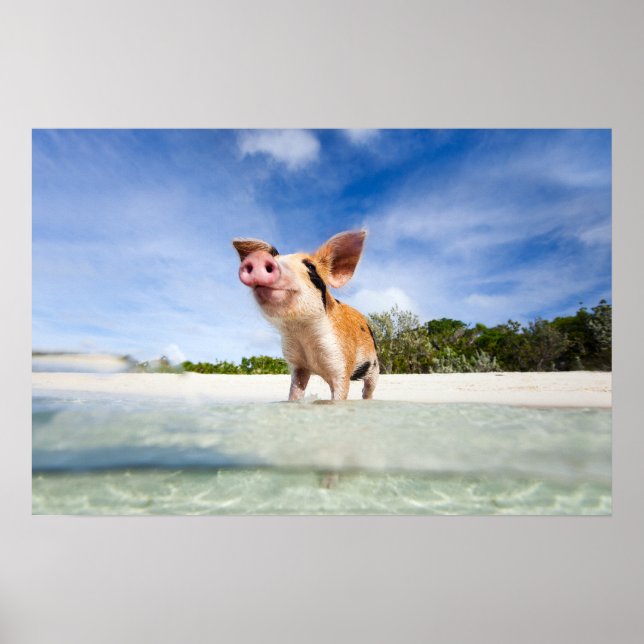 Póster Leitão (Frente)