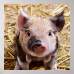 Poster leitão doce