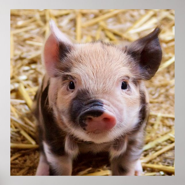 Poster leitão doce (Frente)