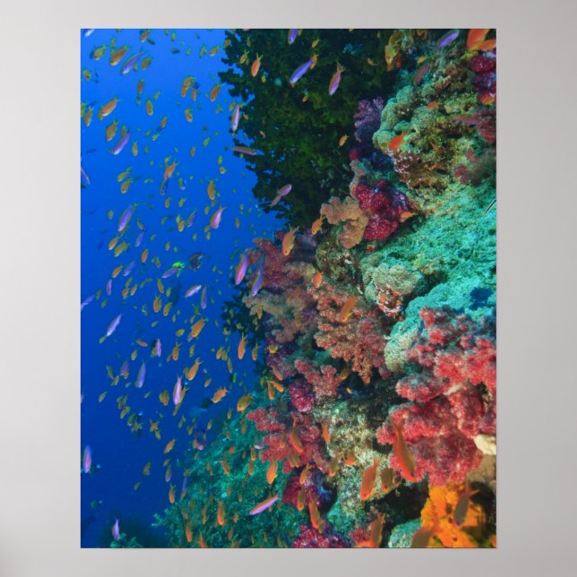 Poster Leitões De Leite (Pseudanthias) (Frente)