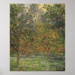 Poster Lemon Grove em Bordighera por Claude Monet