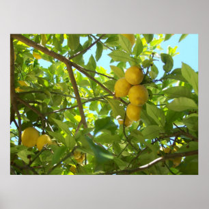 PÓSTER LEMON TREE