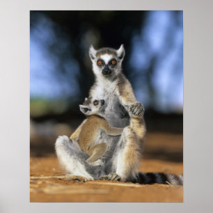 Poster Lemur Anel-atado, (catta do Lemur), mãe e