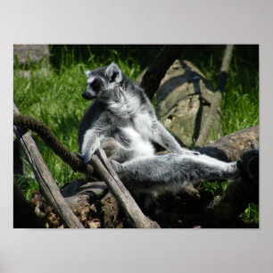 Póster Lemur da Anel-Cauda