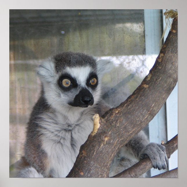 Póster Lemur De Olhos Brilhantes (Frente)