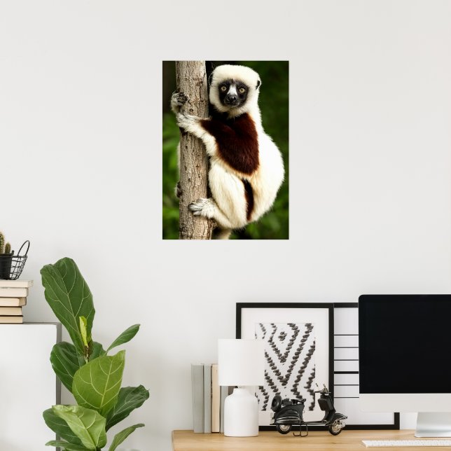 Poster Lêmure Sifaka na Floresta de Madagascar (Escritório em casa)