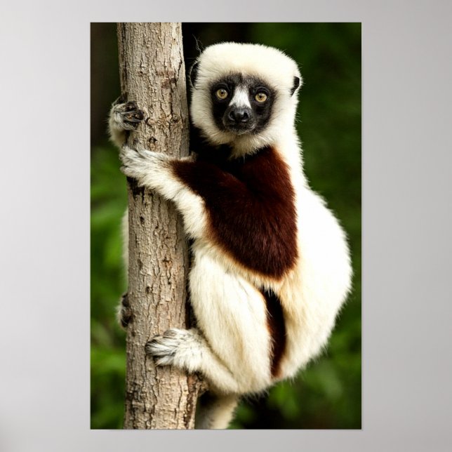 Poster Lêmure Sifaka na Floresta de Madagascar (Frente)