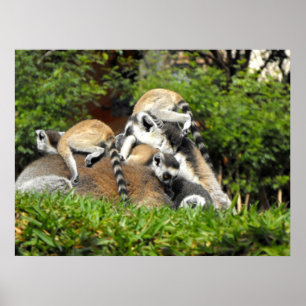Poster Lêmures com rabo-de-anel