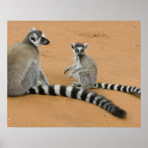 Poster Lêmures-de-cauda-anelada, (Lemur catta), Berenty