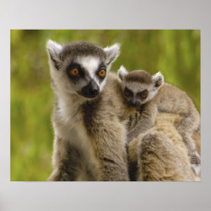 Póster Lêmures-de-cauda-anelada (Lemur catta) Mãe e filho