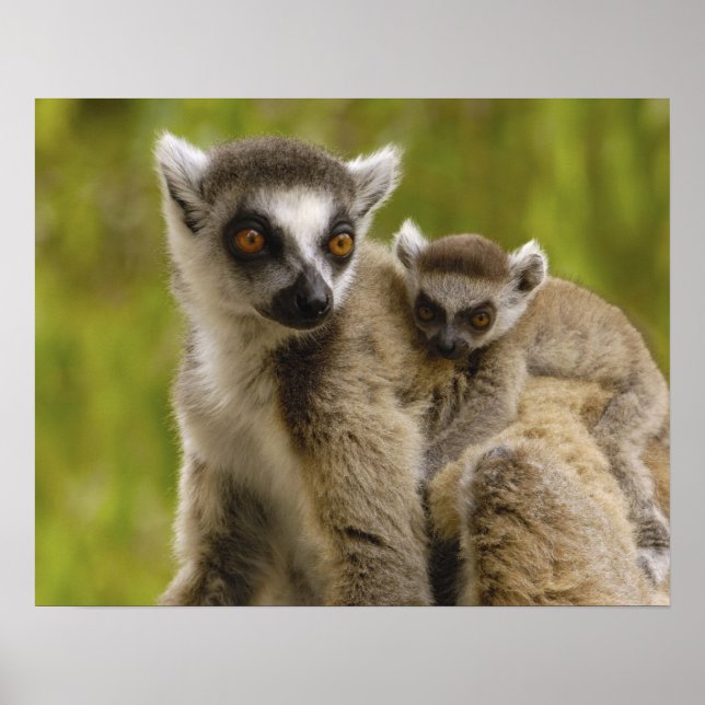 Póster Lêmures (Lemur catta) Mãe e bebê. (Frente)