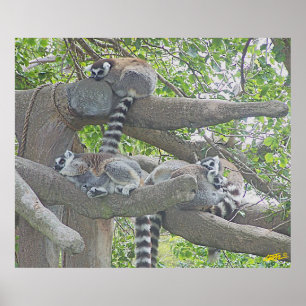Póster Lemurs