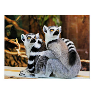 Póster Lemurs adoráveis