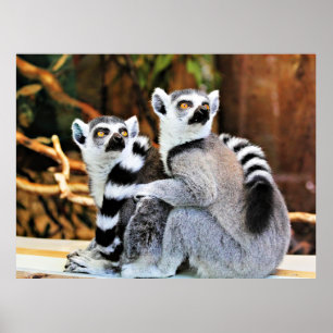 Poster Lemurs adoráveis