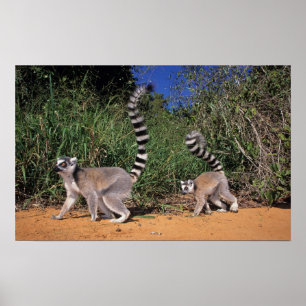 Póster Lemurs Anel-Atados (Lemur Catta), Berenty