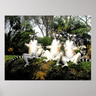 Poster Lemurs atados anel que aquecem no primavera