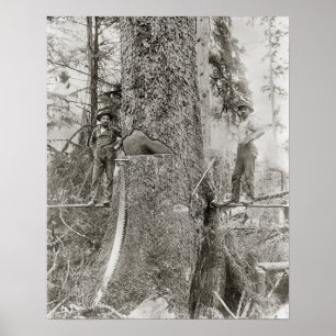 Poster Lenhadores com Abeto Gigante, 1905. Foto Antiga