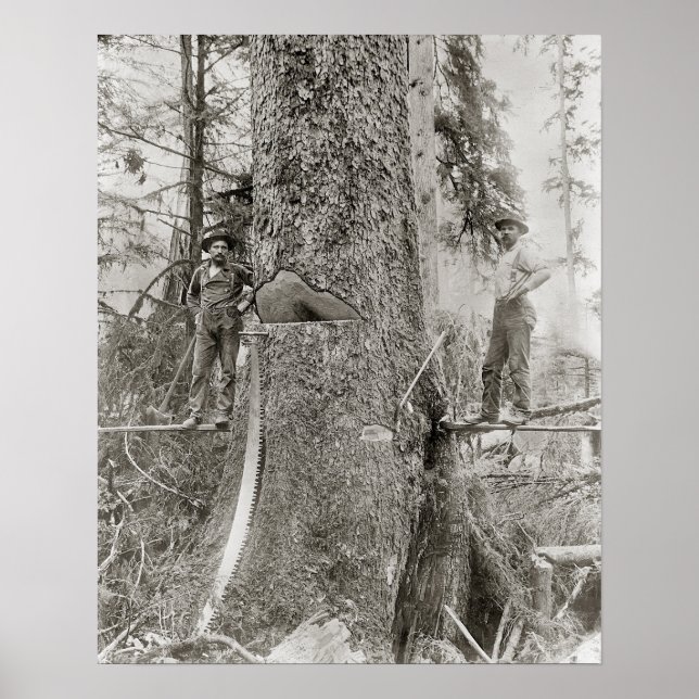 Poster Lenhadores com Abeto Gigante, 1905. Foto Antiga (Frente)