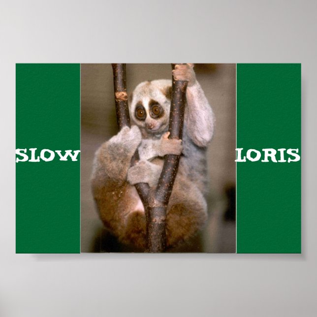 Póster Lenta Loris (Frente)