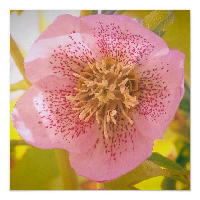 Póster Lenten Rosa. Helleborus (Frente)