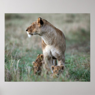 Póster Leoa (Panthera leo) e filhotes, Masai Mara
