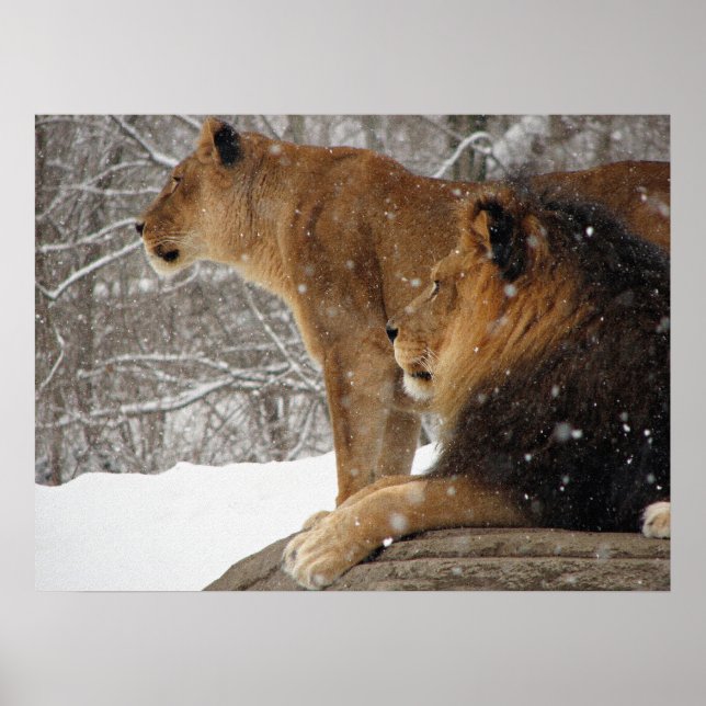 Póster Leões (Frente)