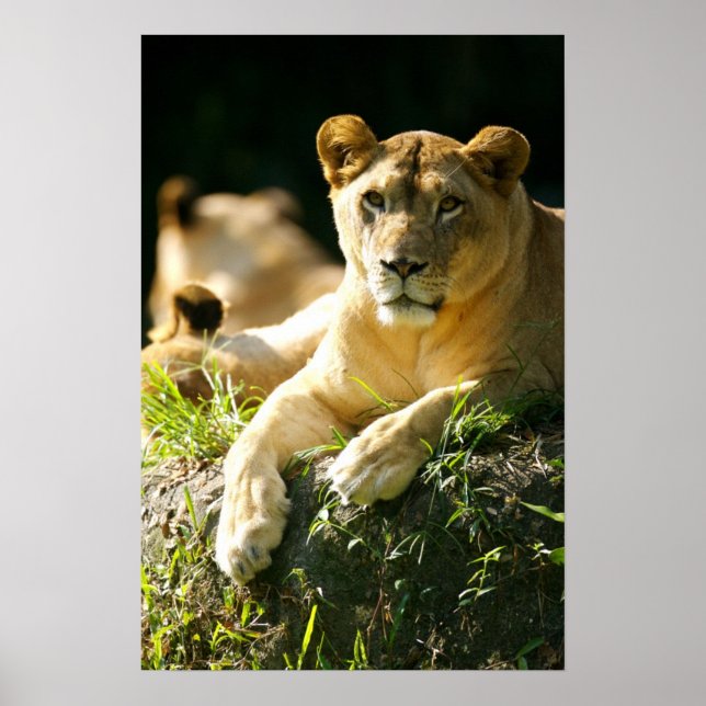 Poster Leões (Frente)