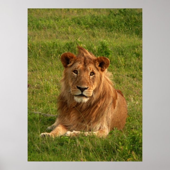 Poster Leões (Frente)