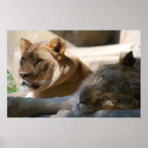 Poster Leões Africanos