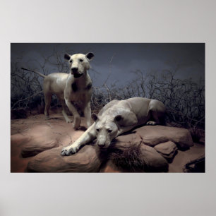 Póster LEÕES ANTROPÓFAGOS de TSAVO