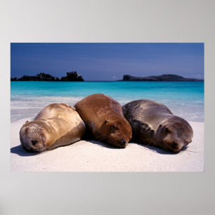 Poster Leões de mar que dormem na praia   Equador