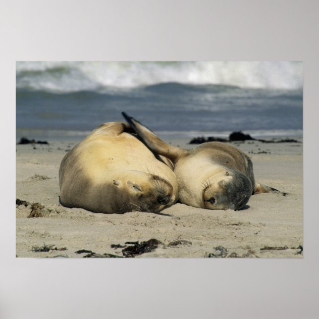 Póster Leões do Mar da Austrália, Neophoca cinerea), (Frente)