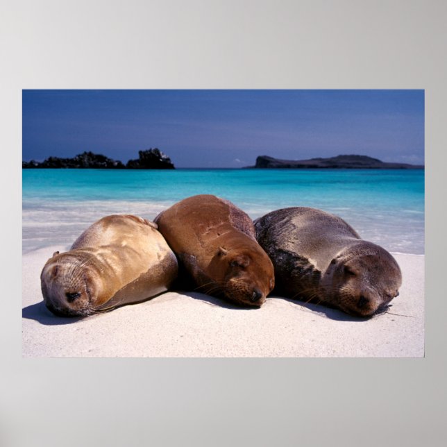 Poster Leões Do Mar Dormindo Em Praia | Equador (Frente)