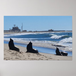 Poster Leões do Mar na Praia